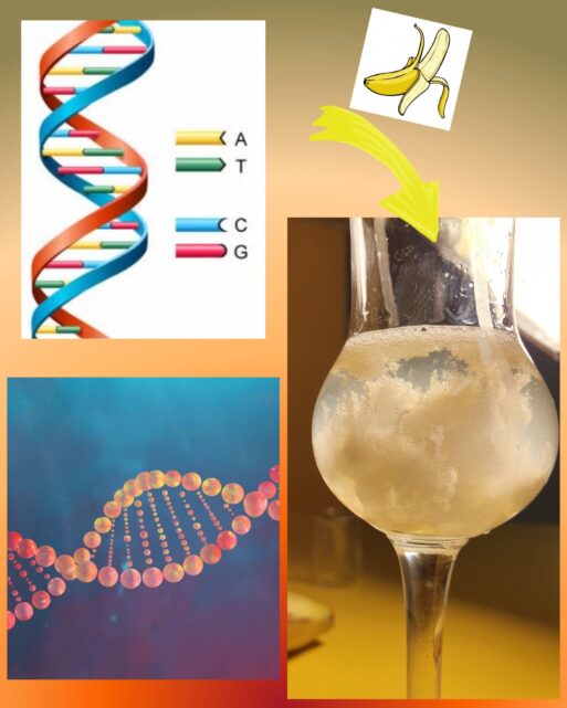 IZOLOVANIE DNA NA BIOLÓGII